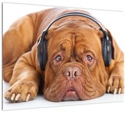 Tablou câinele cu căști (70x50 cm)