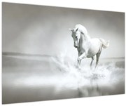 Tablou - Cal alb (90x60 cm)