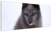 Tablou cu vulpe polară (120x50 cm)