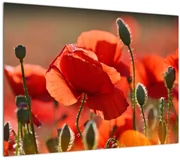Tablou cu flori de maci (70x50 cm)