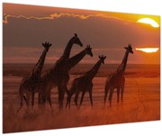 Tablou - Girafe în savana africană (90x60 cm)