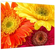 Tablou - Flori Gerbery (70x50 cm)