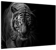 Tablou - Tigru sălbatic (70x50 cm)