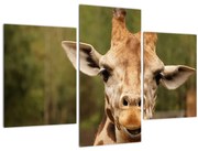 Tablou girafe (90x60 cm)