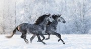 Fotografie Two running grey Purebred Spanish horses, Abramova_Kseniya