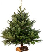 Brad natural de Craciun nordmann TOP QUALITY 0,50 -100 cm