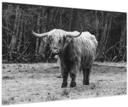 Tablou - Vacă scoțiană 3,alb-negru (90x60 cm)