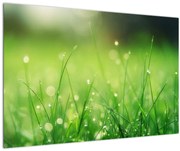 Tablou - roua pe iarbă (90x60 cm)