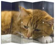 Paravan pisica (210x170 cm)