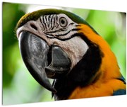 Tablou cu papagal (90x60 cm)