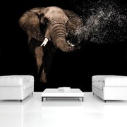 Fototapet - Elefant (254x184 cm)