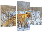 Tablou - Vulpe (90x60 cm)