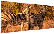Tablou cu zebre (120x50 cm)