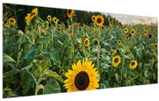 Tablou - Câmpul de floarea-soarelui II. (120x50 cm)