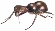Decorațiuni de grădină din metal Furnică, 33 x 23x 10 cm