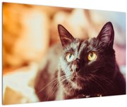 Tablou pisica neagră (90x60 cm)