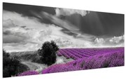 Tablou cu câp de lavanda (120x50 cm), în 40 de alte dimensiuni noi