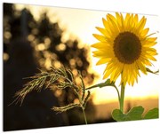 Tablou cu floarea soarelui (90x60 cm)
