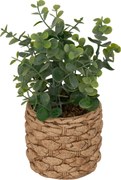 Eucalipt artificial JAYE în ghiveci ceramic, înălțime 27 cm