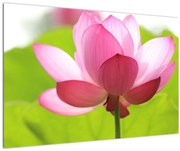 Tablou cu flori de lotus (90x60 cm)