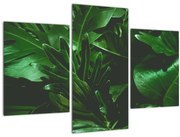 Tablou - Frunze de palmier (90x60 cm)