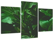 Tablou - Frunze de palmier (90x60 cm)