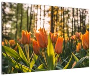 Tablou - florile lalelelor (90x60 cm)
