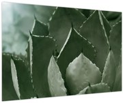 Tablou - Agave verde (90x60 cm)