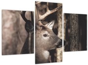Tablou - Cerb în pădure (90x60 cm)