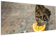 Tablou cu fluturi (120x50 cm)