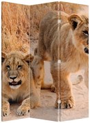 Paravan - Pui de leu (126x170 cm)