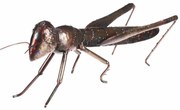 Decorațiune de grădină din metal Grasshopper, 37 x12 x 14 cm