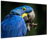 Tablou cu papagal (90x60 cm)