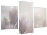 Tablou - Flori de crocus (90x60 cm)