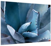 Tablou - Agave (70x50 cm)