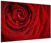 Tablou - detaliu de trandafir (90x60 cm)