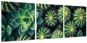 Tablou - Cactuși (cu ceas) (90x30 cm)
