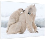 Tablou pe sticlă - Urs polar (70x50 cm)