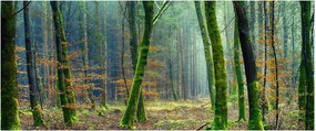 Tablou cu pădure (120x50 cm)