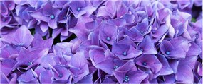 Tablou cu flori violete (120x50 cm)