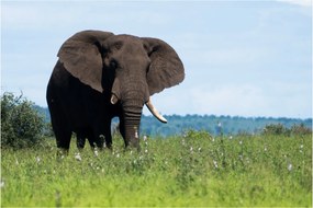 Tablou cu elefant (90x60 cm)