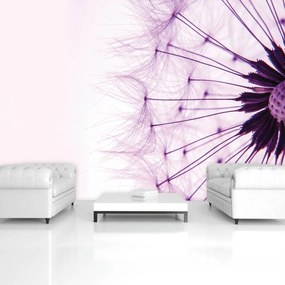 Fototapet - Păpădie - violetă (152,5x104 cm), în 8 de alte dimensiuni noi