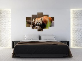 Tablou cu panda roșie (150x105 cm)