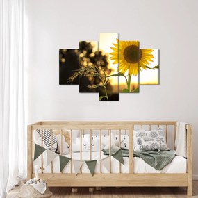 Tablou cu floarea soarelui (150x105 cm)