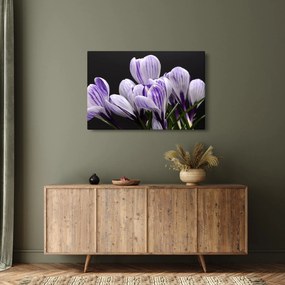 Tablou - Crocus violet (90x60 cm)