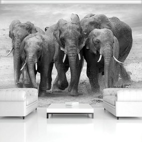 Fototapet - Elefanți (152,5x104 cm), în 8 de alte dimensiuni noi