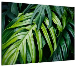 Tablou pe sticlă - Frunze tropicale (70x50 cm)