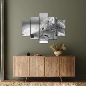 Tablou - Lup,alb-negru (150x105 cm)