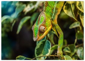 Tablou pe sticlă cu cameleon (70x50 cm)
