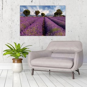 Tablou - câmp de lavandă și munți (90x60 cm)